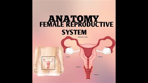 Female Reproductive System (Tagalog) .